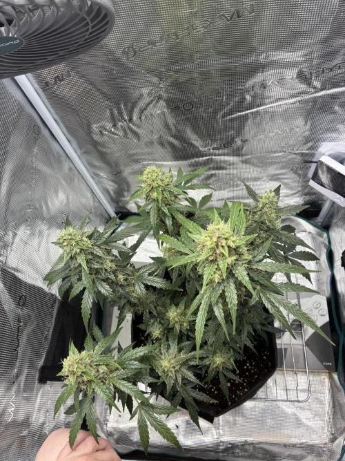 First ever grow Pineapple Express. Week 11