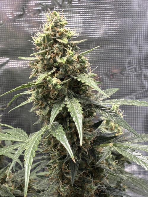 First ever grow Pineapple Express. Week 11