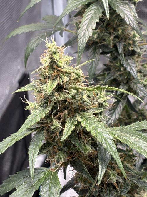 First ever grow Pineapple Express. Week 11
