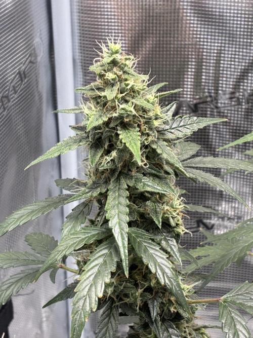 First ever grow Pineapple Express. Week 11