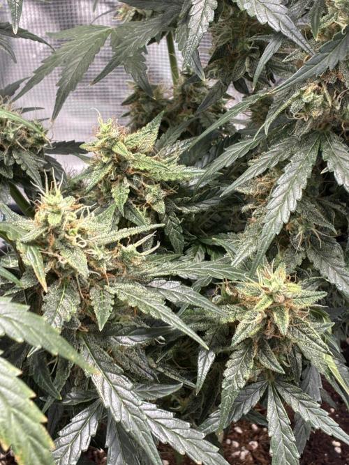 First ever grow Pineapple Express. Week 11