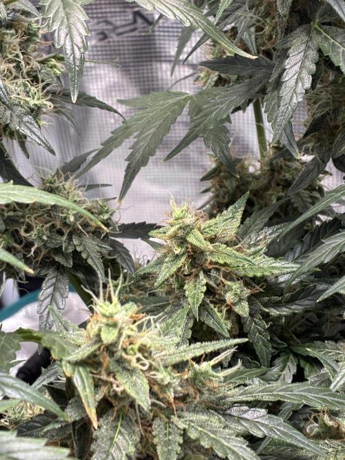 First ever grow Pineapple Express. Week 11
