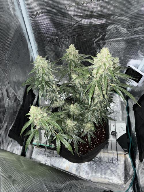 First ever grow Pineapple Express. Week 11