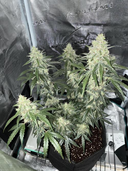 First ever grow Pineapple Express. Week 11