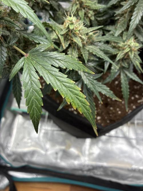 GrowersDream7