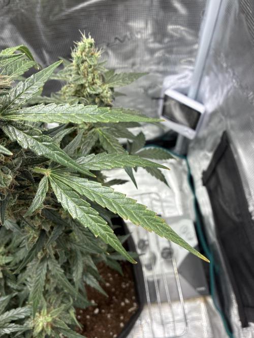 GrowersDream7
