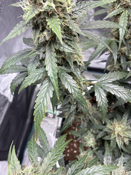 GrowersDream7