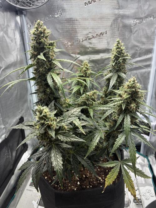 First ever grow Pineapple Express. Week 12