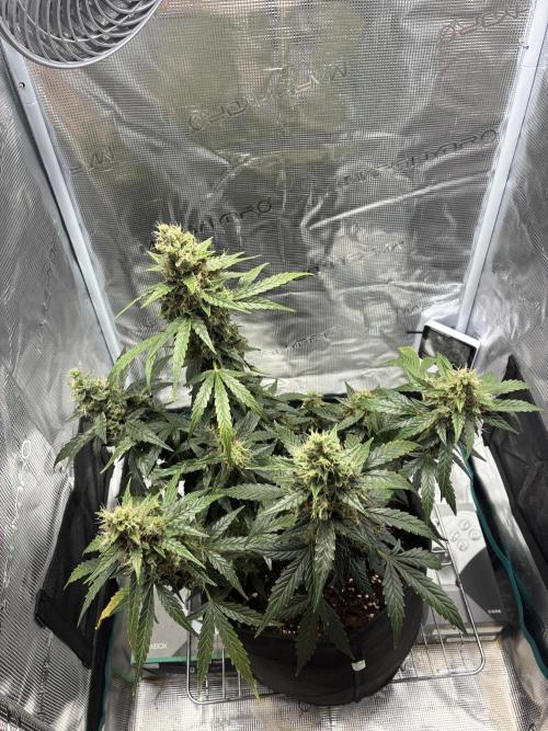 First ever grow Pineapple Express. Week 12