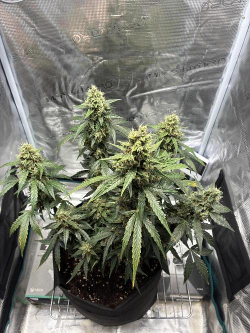 First ever grow Pineapple Express. Week 12