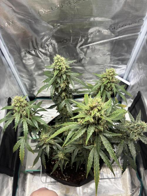 First ever grow Pineapple Express. Week 12
