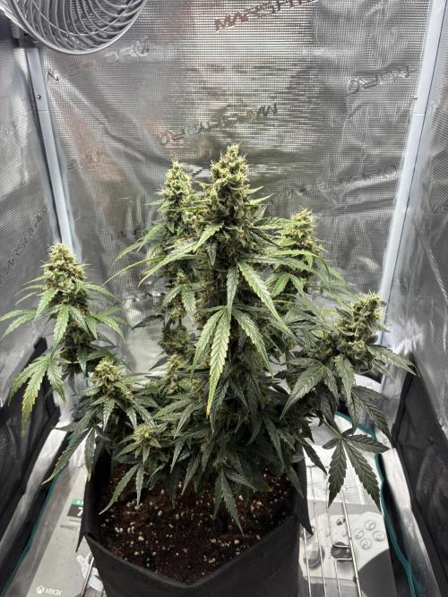 First ever grow Pineapple Express. Week 12