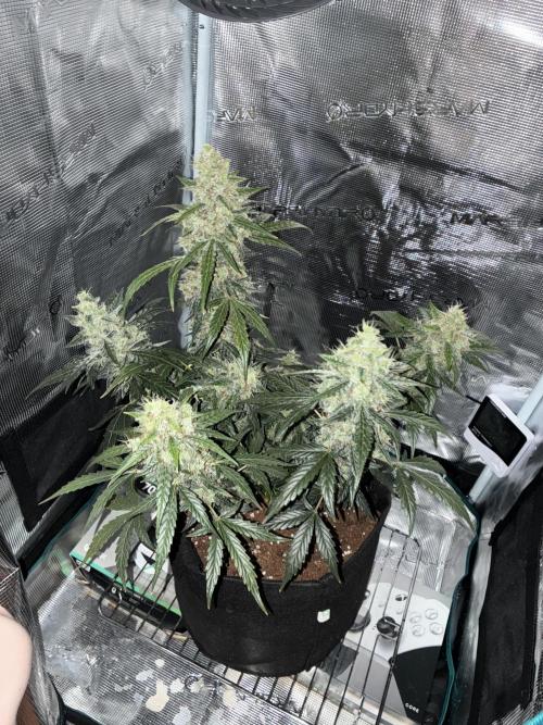 First ever grow Pineapple Express. Week 12