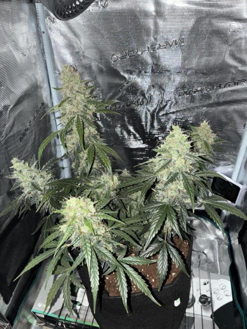 First ever grow Pineapple Express. Week 12