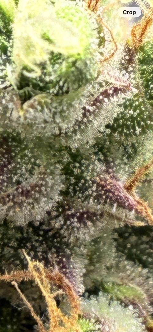 First ever grow Pineapple Express. Week 12