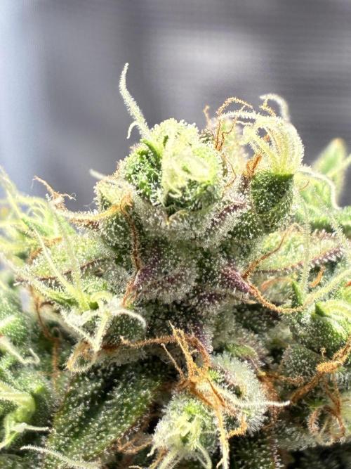 First ever grow Pineapple Express. Week 12