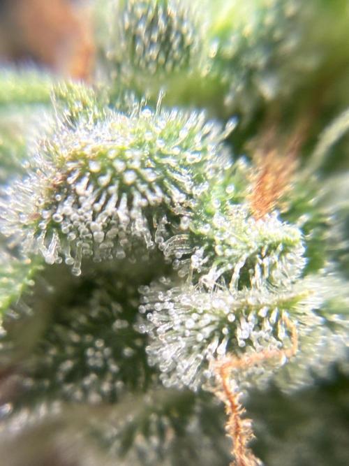 First ever grow Pineapple Express. Week 12
