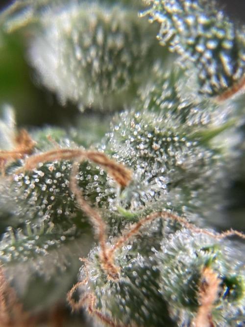 First ever grow Pineapple Express. Week 12