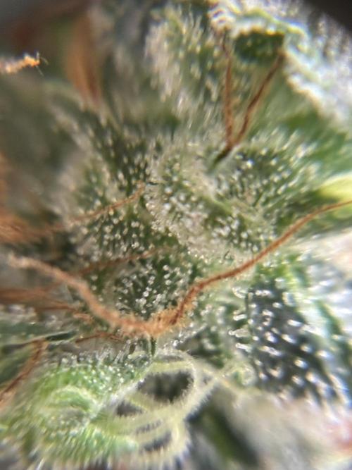 First ever grow Pineapple Express. Week 12