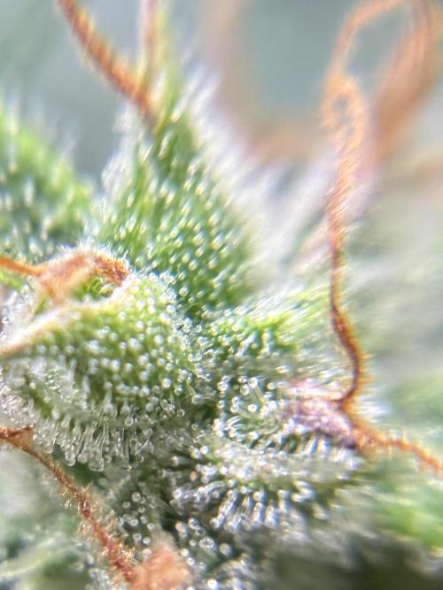 First ever grow Pineapple Express. Week 12