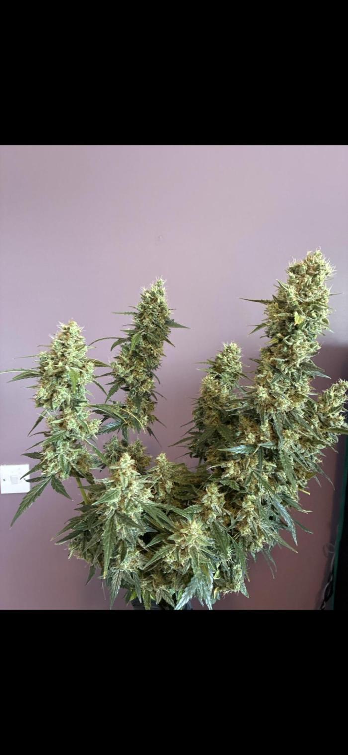 First ever grow Pineapple Express. Week 13