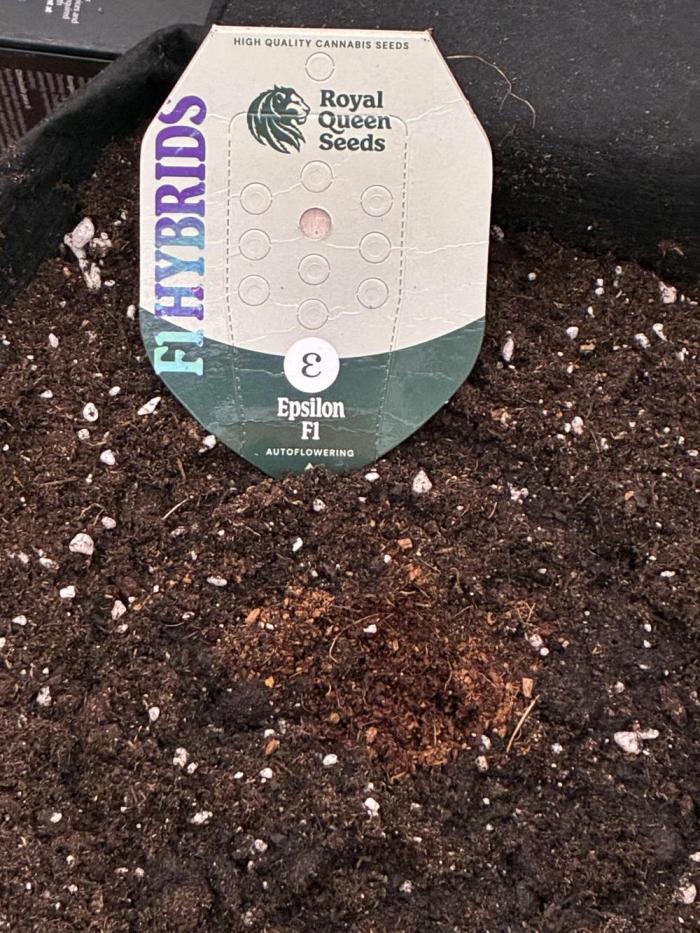 2nd grow epsilon f1. Week 0