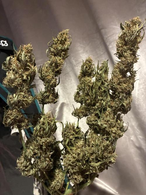 First ever grow Pineapple Express. Week 13