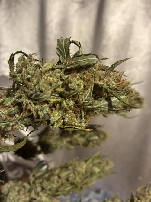 First ever grow Pineapple Express. Week 13