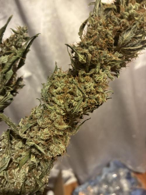 First ever grow Pineapple Express. Week 13