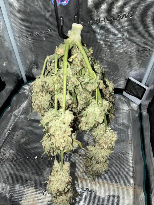 Pineapple Express Auto. Week 13