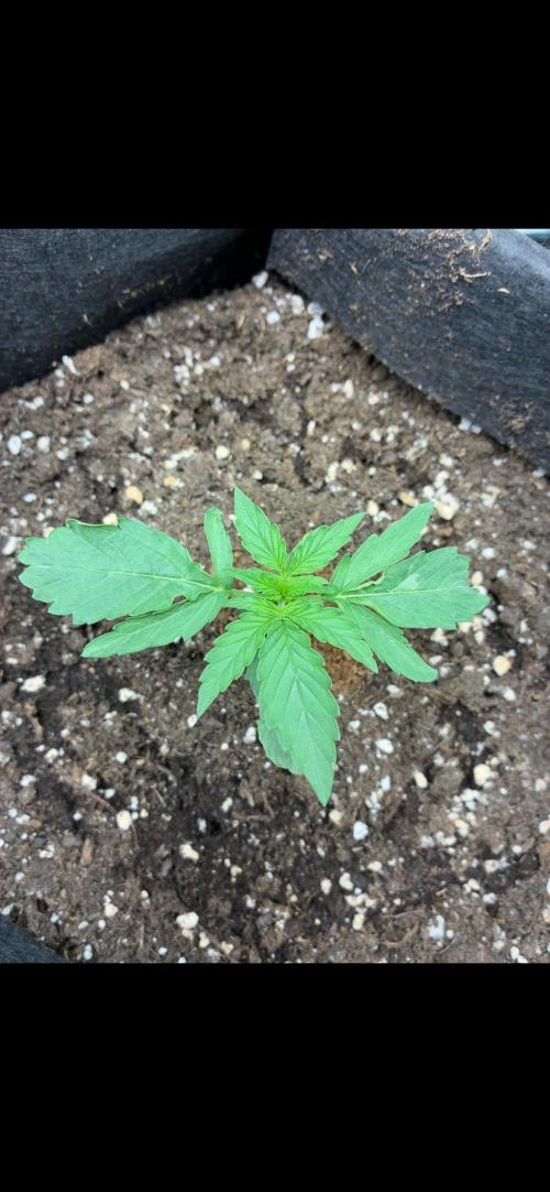 2nd grow epsilon f1. Week 1