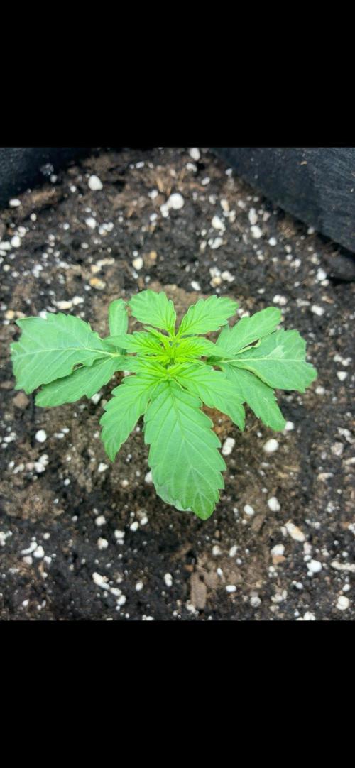 2nd grow epsilon f1. Week 1
