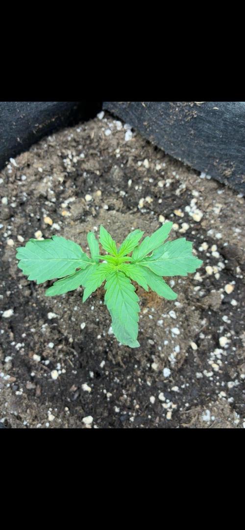 2nd grow epsilon f1. Week 1