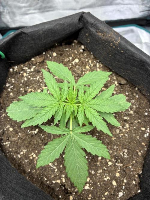 2nd grow epsilon f1. Week 1