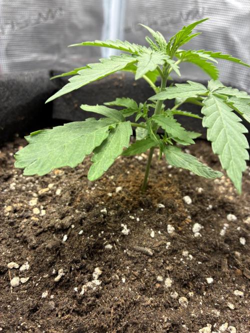 2nd grow epsilon f1. Week 1