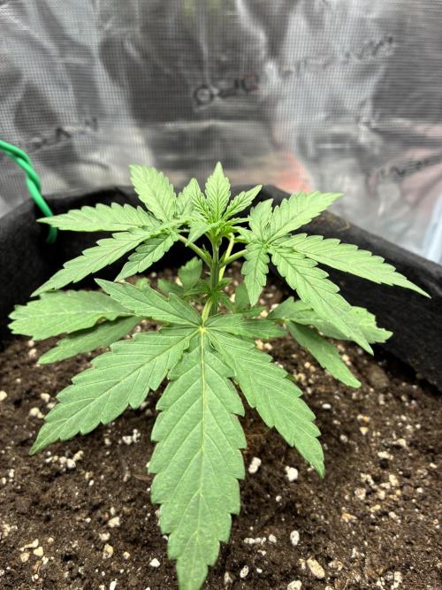 2nd grow epsilon f1. Week 2