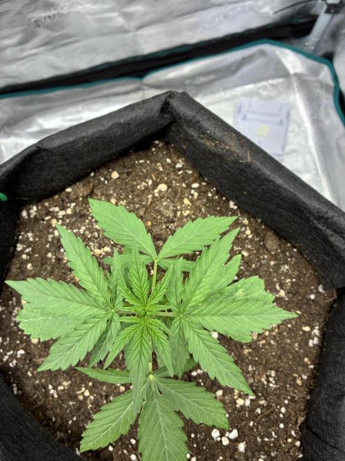 2nd grow epsilon f1. Week 2