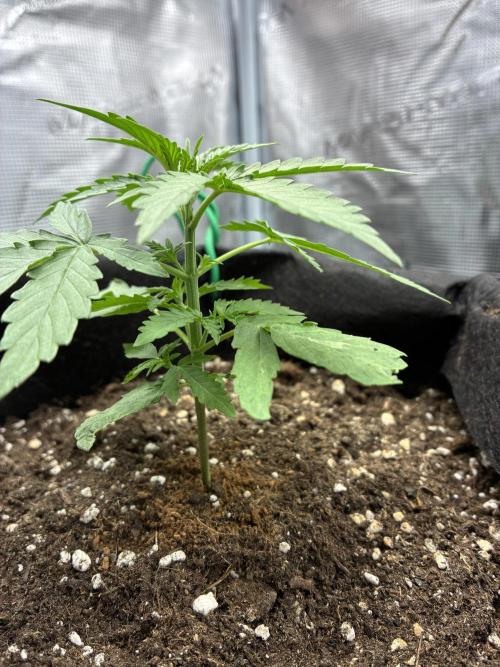 2nd grow epsilon f1. Week 2
