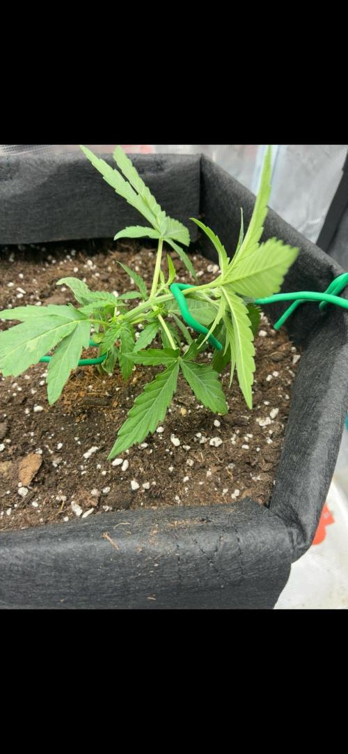 2nd grow epsilon f1. Week 2