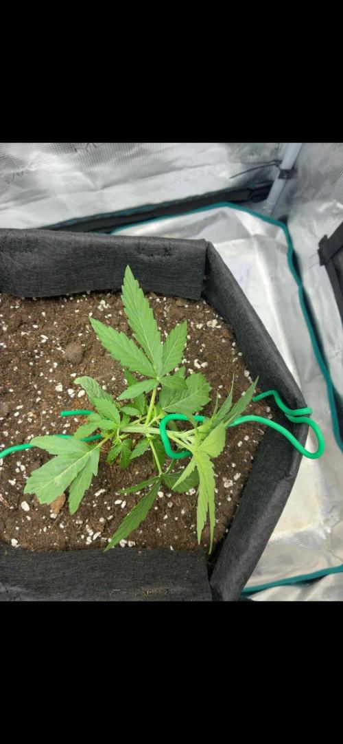 2nd grow epsilon f1. Week 2