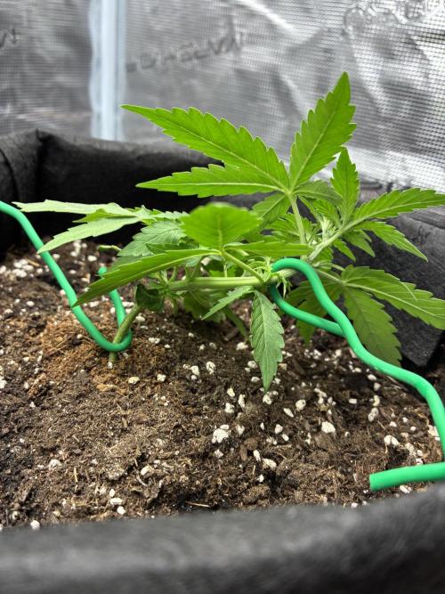 2nd grow epsilon f1. Week 2