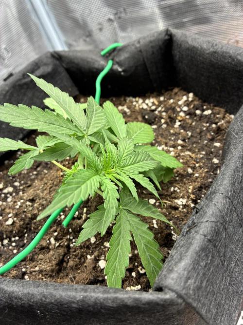 2nd grow epsilon f1. Week 2