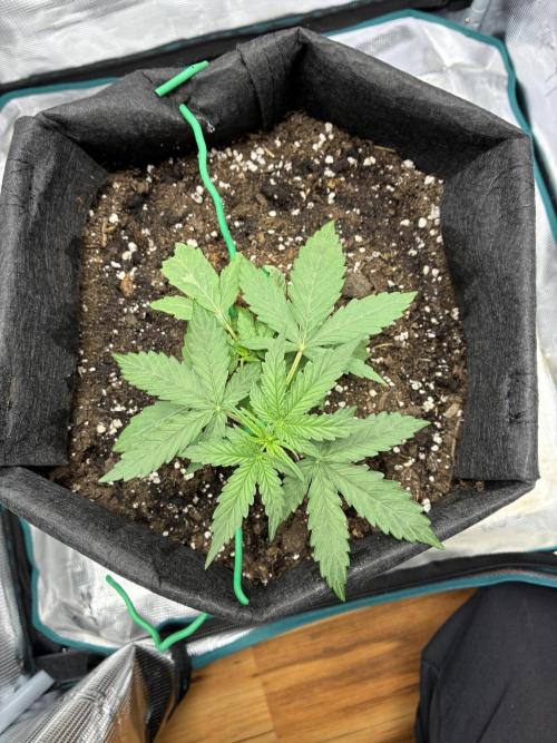 2nd grow epsilon f1. Week 2