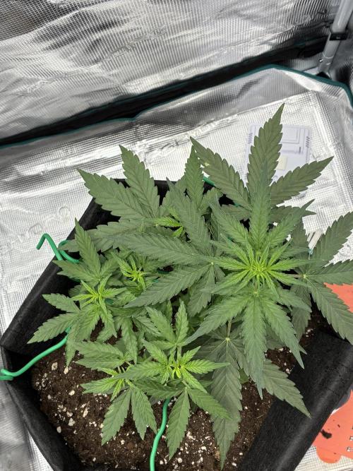2nd grow epsilon f1. Week 3