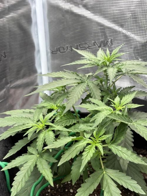 2nd grow epsilon f1. Week 3