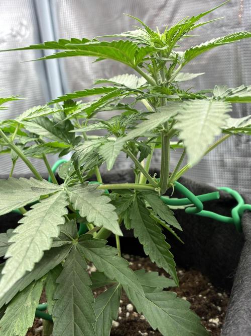 2nd grow epsilon f1. Week 3
