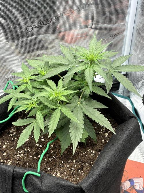 2nd grow epsilon f1. Week 3