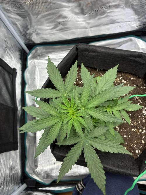2nd grow epsilon f1. Week 3