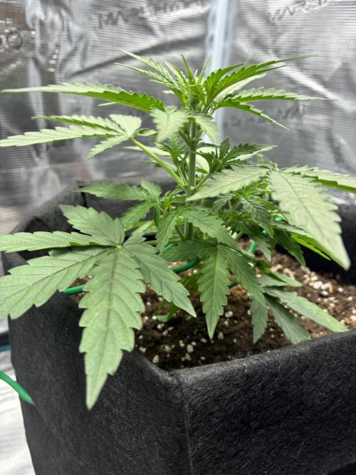 2nd grow epsilon f1. Week 3