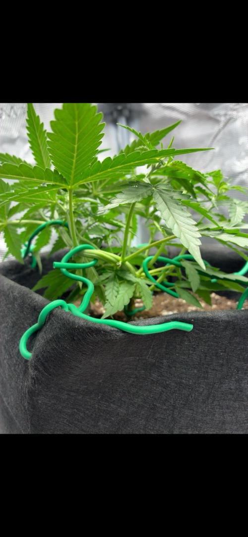 2nd grow epsilon f1. Week 3